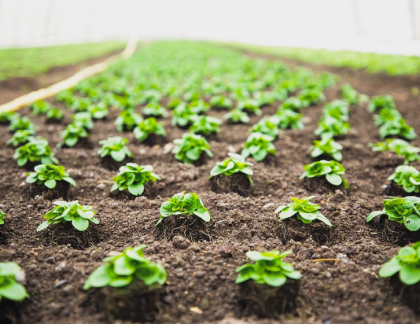 Food and Agriculture